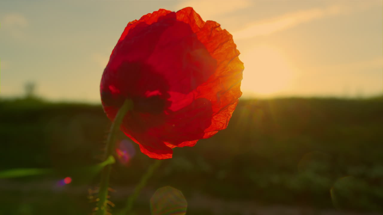 Back view one red poppy flower swaying wind at golden sunset. Papaver flower