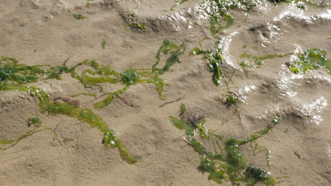 Piccolo Pagurus bernhardus e altri organismi marini nell'acqua dell'oceano