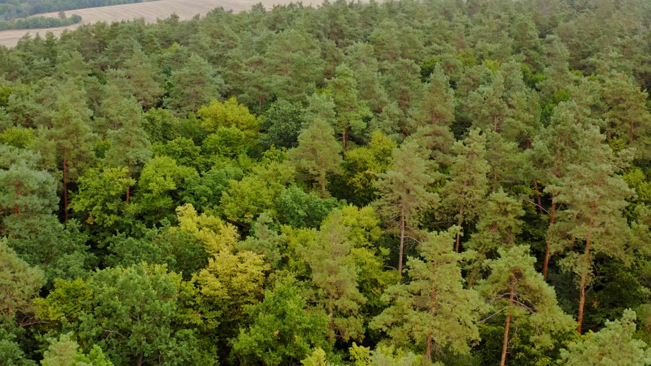 Green woodland. Flight over the trees in the forest. Amazing nature background in summer. Motion camera back. Aerial view.