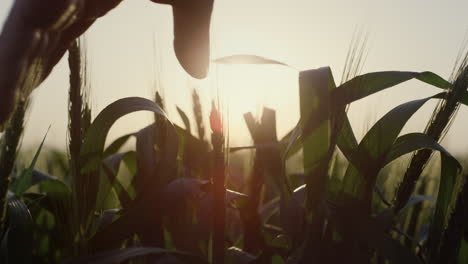 Closeup-farmer-hand-running-over-unripe-spikelets.-Agronomist-checking-harvest.