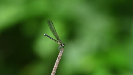 peacock jewel, aristocypha fenestrella, kaeng krachan national park, unesco world heritage, thailand