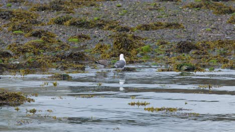two seagulls search for food among seaweed and shallow water on a temperate scottish beach, captured in natural daylight with a static wide shot