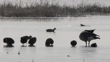 Silhouette-Einer-Kanadischen-Gans-Und-Eines-Amerikanischen-Blässhuhns-Im-Eisigen-Wasser-Eines-Frühlingsteichs