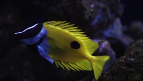 close-up shot of foxface rabbitfish looking for food among corals