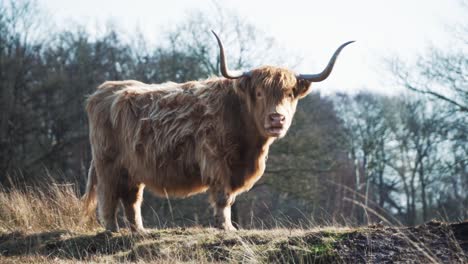 vaca de las tierras altas en un campo