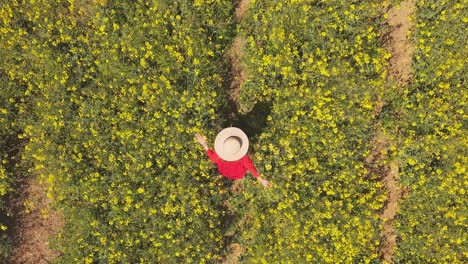 Aerial top-down footage of a woman walking gracefully through lush yellow meadows, surrounded by vibrant flowers and natural beauty on a calm summer day