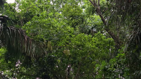 ramas vistas moviéndose en la densa jungla de gamboa con capuchinos panameños de cara blanca que se ven a través de las hojas