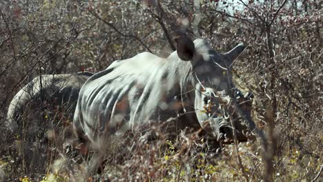 Enthorntes-Spitzmaulnashorn-Auf-Afrikanischer-Wildtiersafari-Im-Tierschutzgebiet