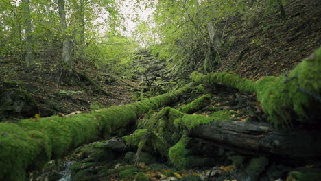 tree and rocks covered by moss along water stream flowing through green forest