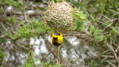 a male southern masked weaver in a precarious position, clinging onto its nest from below while inspecting it for any gaps or holes