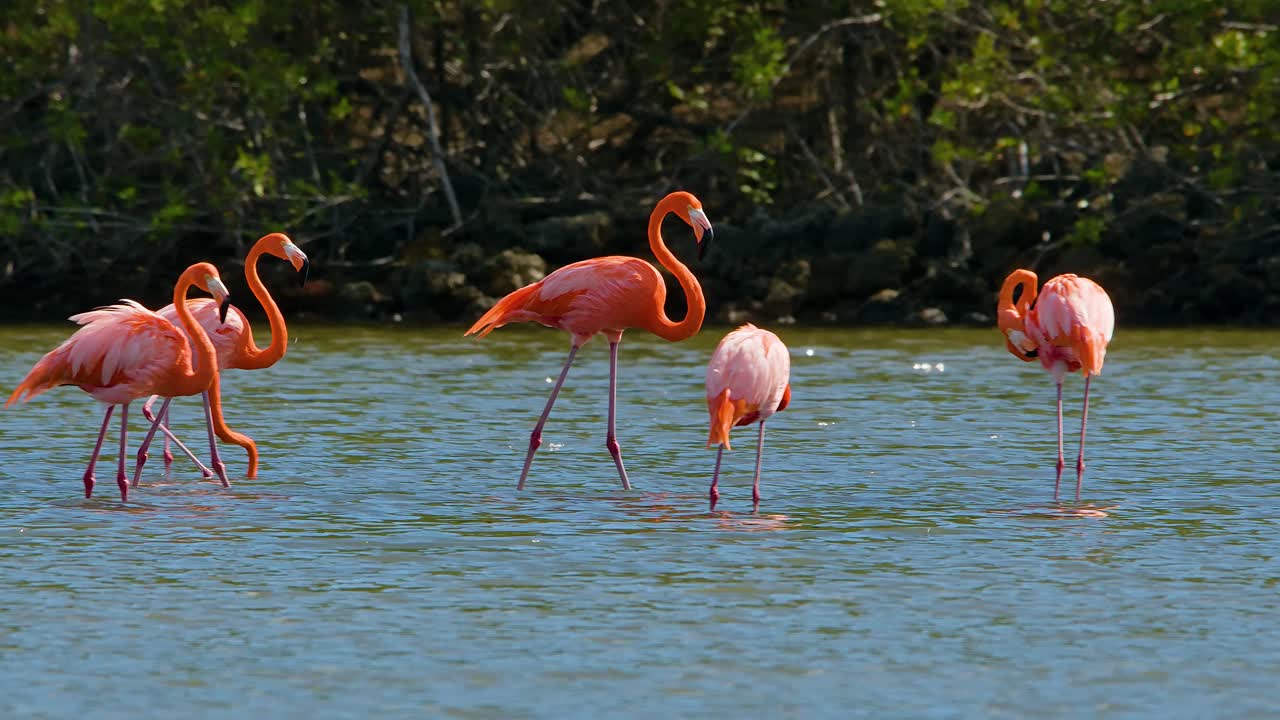 Premium stock video - Flamingo defecating ejects stream of poop as it ...