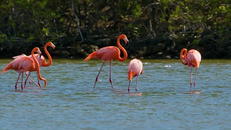 el flamenco defecando expulsa una corriente de caca mientras camina a través del agua de los pantanos, en cámara lenta
