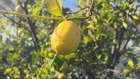 Captura-De-Video-De-Frutas-De-Limón-Colgando-De-Las-Ramas-De-Los-árboles-Al-Aire-Libre-Con-Un-Ambiente-Mediterráneo,-Con-El-Telón-De-Fondo-De-Una-Casa