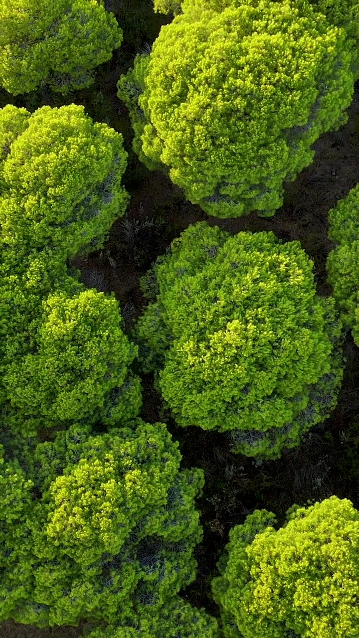 Ripresa aerea cinematografica dall'alto di pini di un verde vibrante a El Rompido, Spagna. Perfetto per temi di sostenibilità, natura ecologica e conservazione ambientale