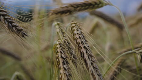 matured ripe barley on field in slowmo detailed view and closeup camera moving