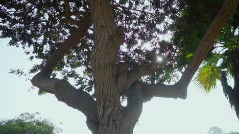 panning view of the tree in slow motion