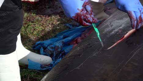 marine biologists cut open the skin of a beached whale carcass during an autopsy