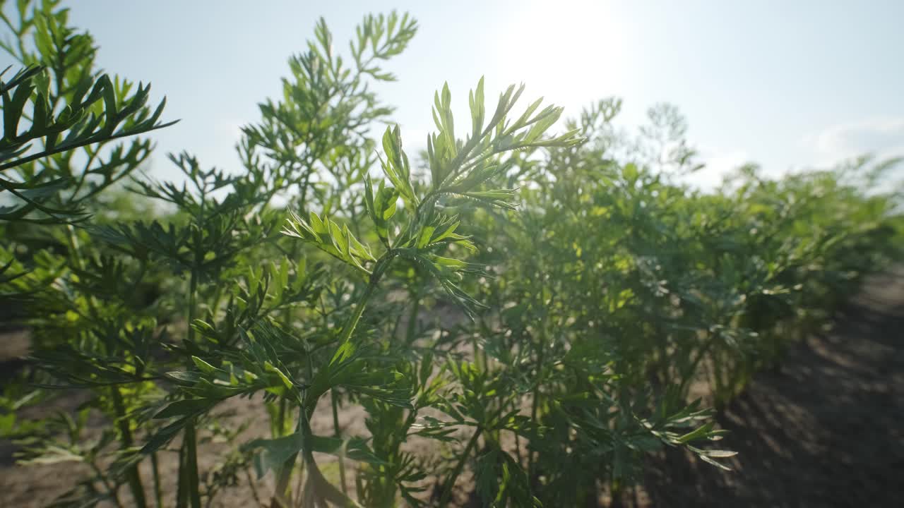 hermosa vista de brotes verdes en el suelo fértil en el campo contra el telón de fondo del sol y el cielo. concepto de agricultura