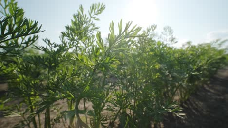 beautiful view of green sprouts in fertile soil in the field against the backdrop of the sun and sky. agriculture concept