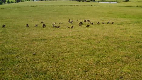 drone rises above marsupial mob on grassy hill slope out above pasture land