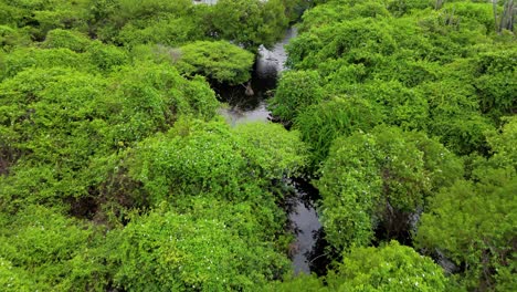 drone dolly above dense vined mangrove forest in caribbean