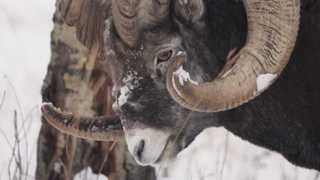 Male Thinhorn Sheep With Huge Curled Horn. Close-up Shot