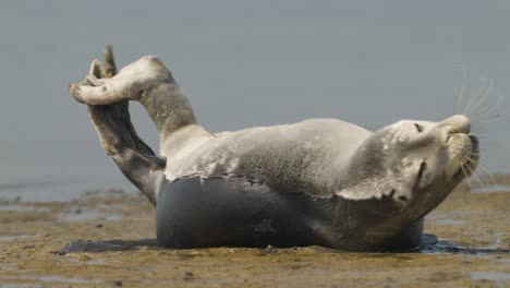 toma completa de una foca común juguetona que se estira bostezando mientras se encuentra en la orilla arenosa