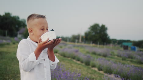 the boy eats a cake, stands on a lavender field