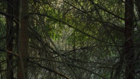 a small opening among the branches in thick pine forest in the sunshine