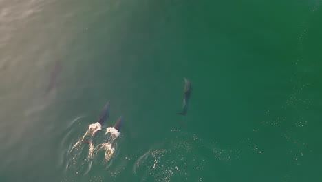 grupos de grandes delfines nadan en el océano