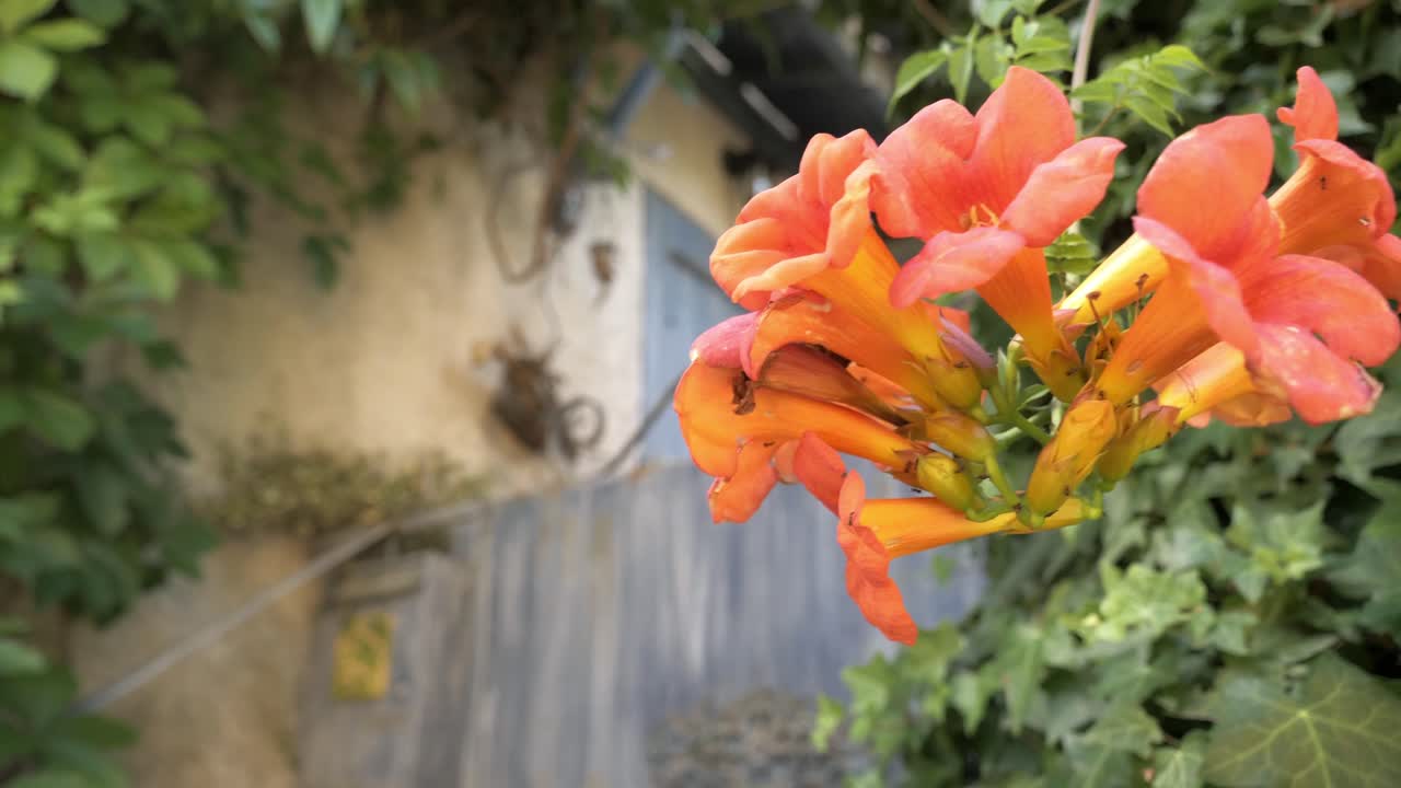 cerrar hermosa flor y vegetación fuera de la entrada a la casa rústica