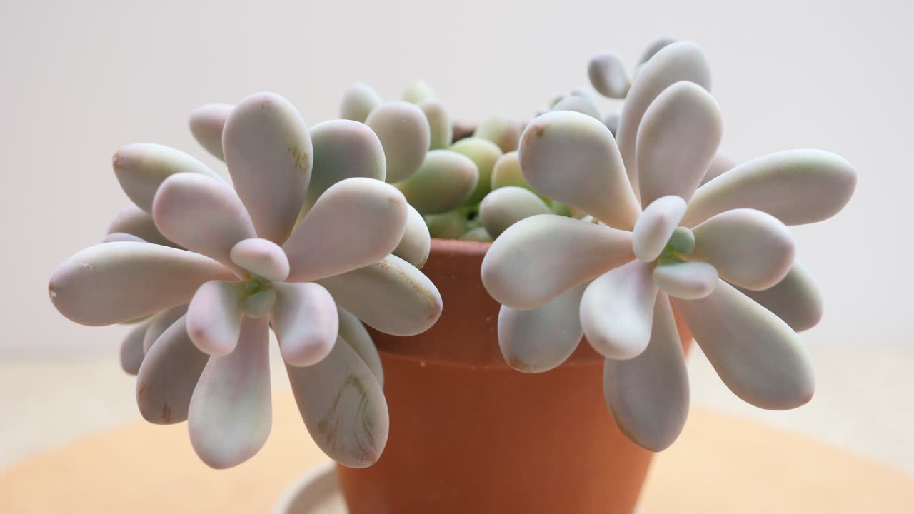 pachyphytum oviferum rubra 즙이 많은