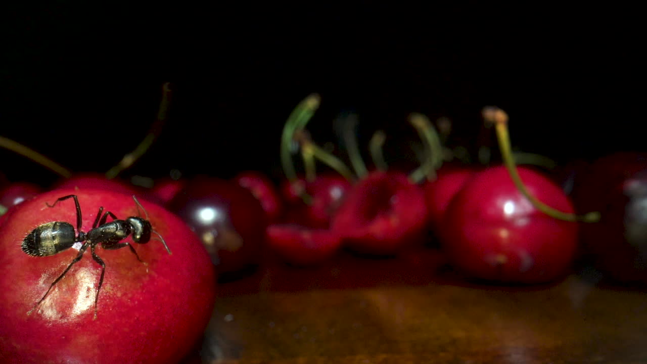 Extreme macro of Black worker ant crawling on red cherry and eating sugars with mandibles. Close up