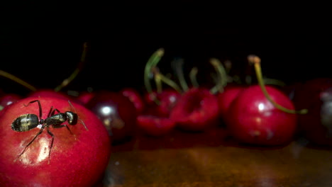 extreme macro of black worker ant crawling on red cherry and eating sugars with mandibles. close up