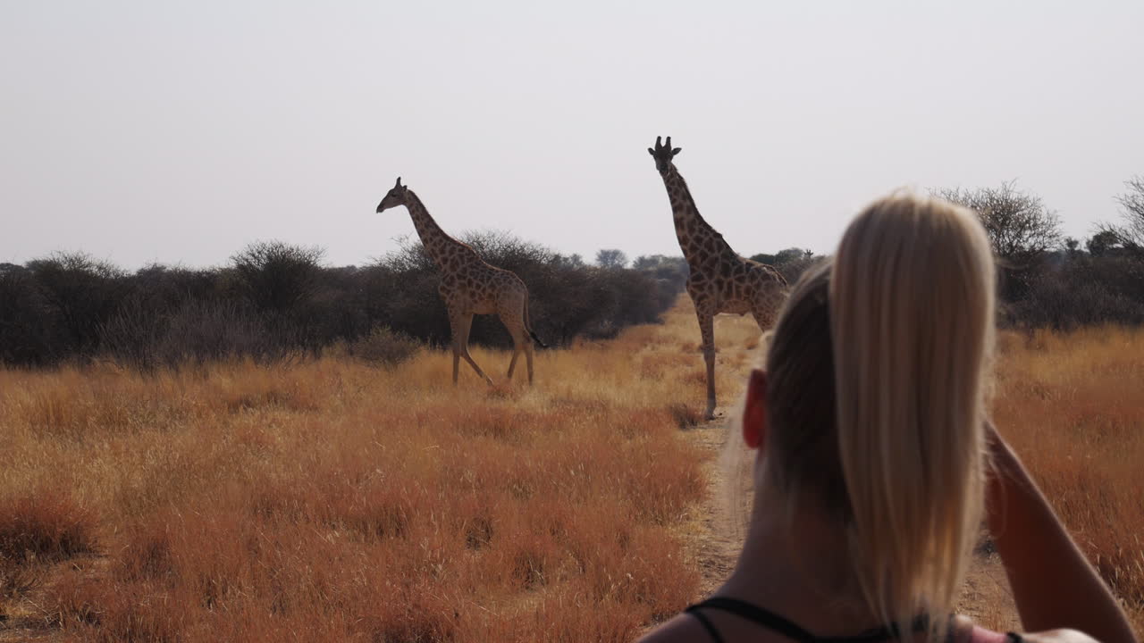 야생에서 2마리의 기린을 향해 걸어가는 포니테일 소녀