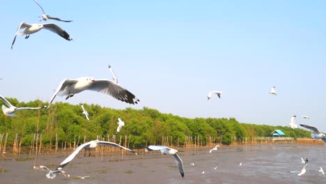 seagulls circling above the mangrove forest at bang pu samut prakan , thailand