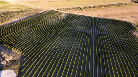 Aerial-landscape-view-over-vineyard-rows,-in-the-hills-of-Tuscany,-in-the-italian-countryside