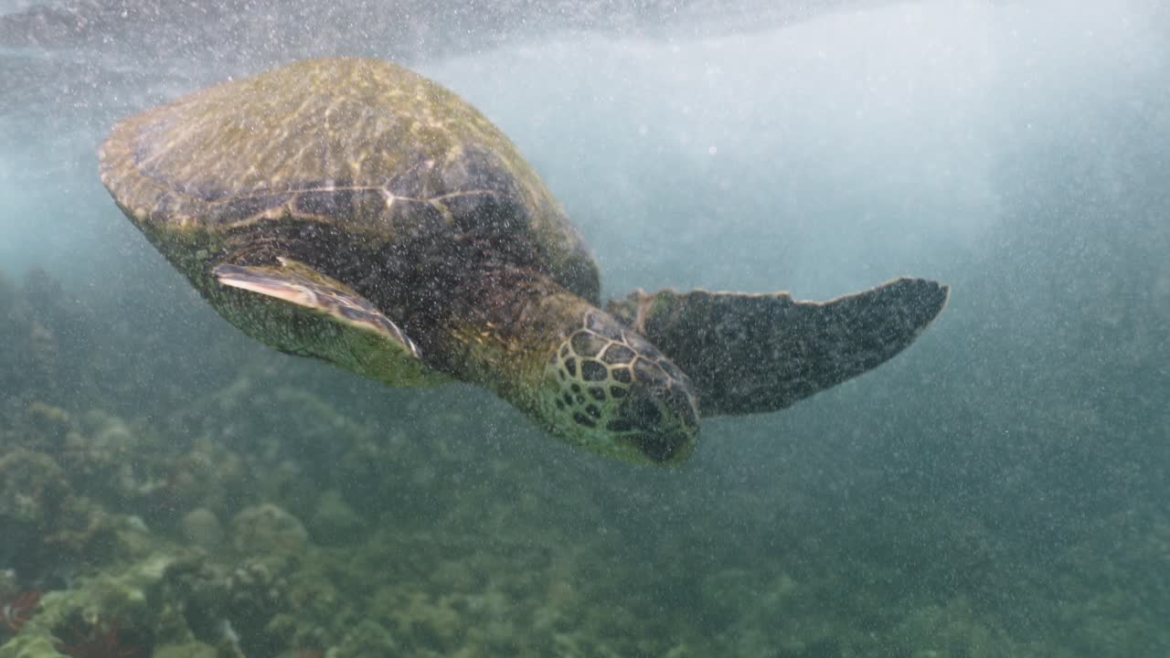 Green sea turtle swims alone in bubbly shallow sea water, close-up