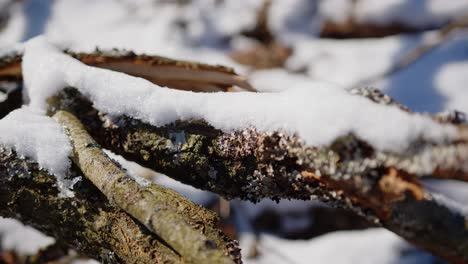 handheld close up detail of snow covered tree branch, winter time scene