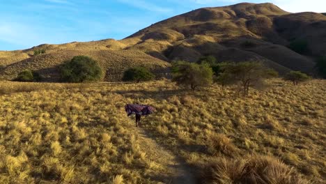 drono sigue a un joven turista corriendo por la ruta de senderismo de gili lawa darat parque nacional de komodo famoso destino de viaje paradisíaco
