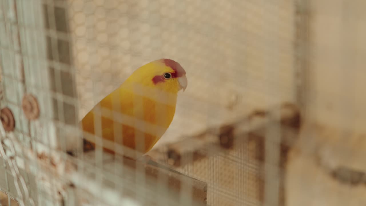 Bright yellow lovebird resting in vintage wire cage indoors