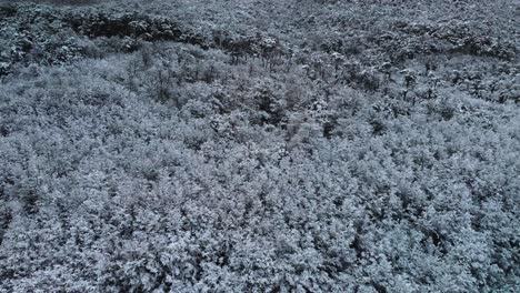 Snowy-Forest-Majesty:-A-stunning-aerial-view-of-a-huge-forest-from-the-base-of-the-mountain-to-its-peak