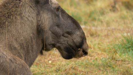 Side-view-close-up-of-adult-female-moose-peacefully-lying-on-grass-field-in-northern-Sweden