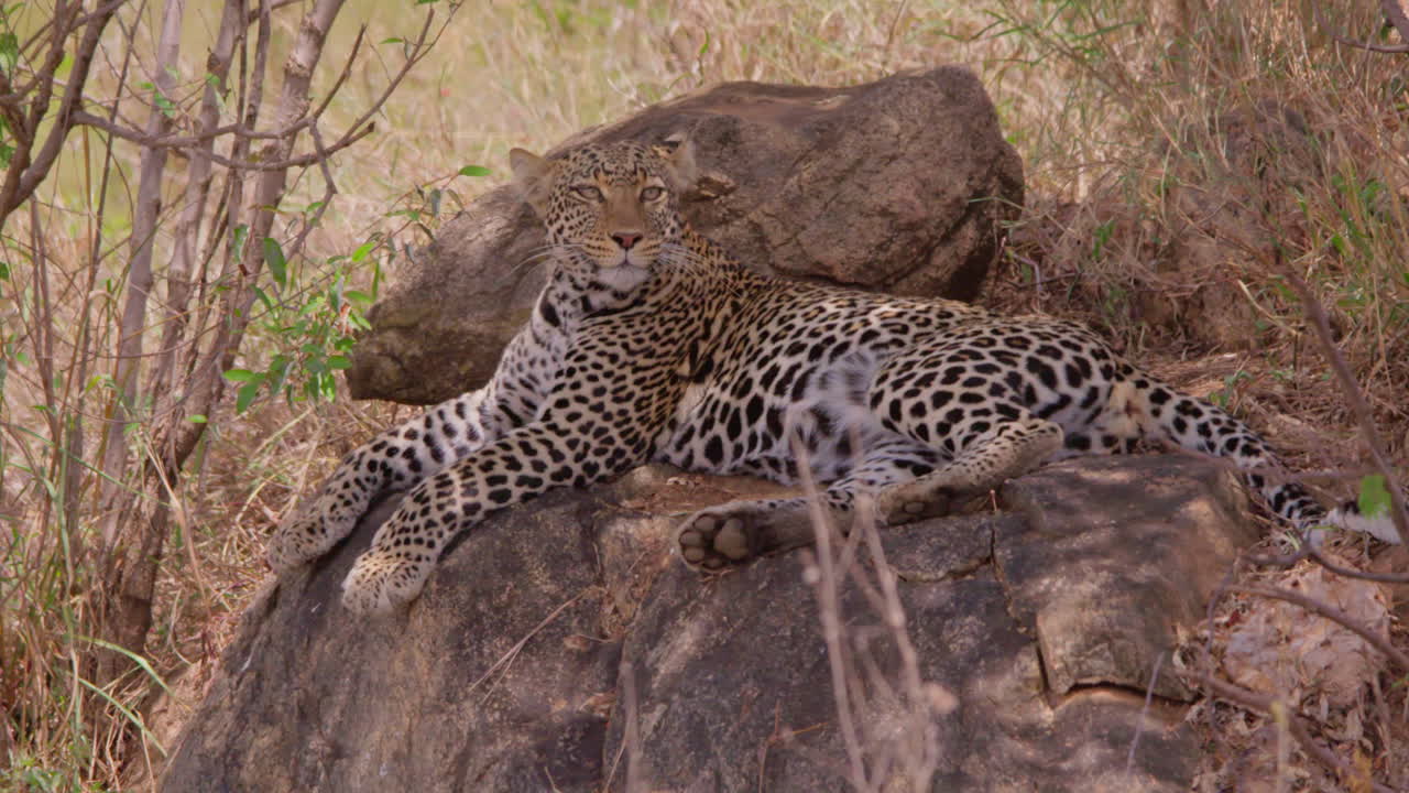 Leopard ruht auf einem Felsen und blickt in die trockene Savanne.