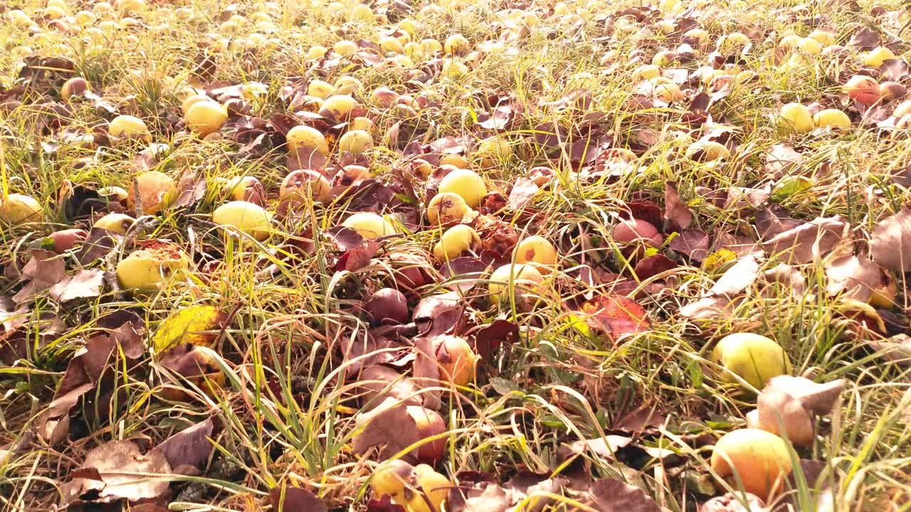Apples lying on the ground. close up Dolly in low angle. fast movement
