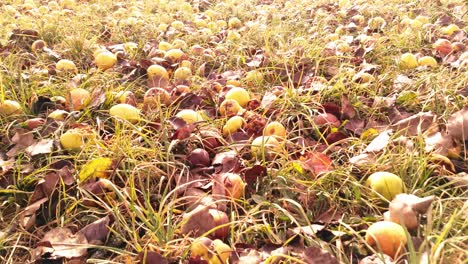 apples lying on the ground. close up dolly in low angle. fast movement