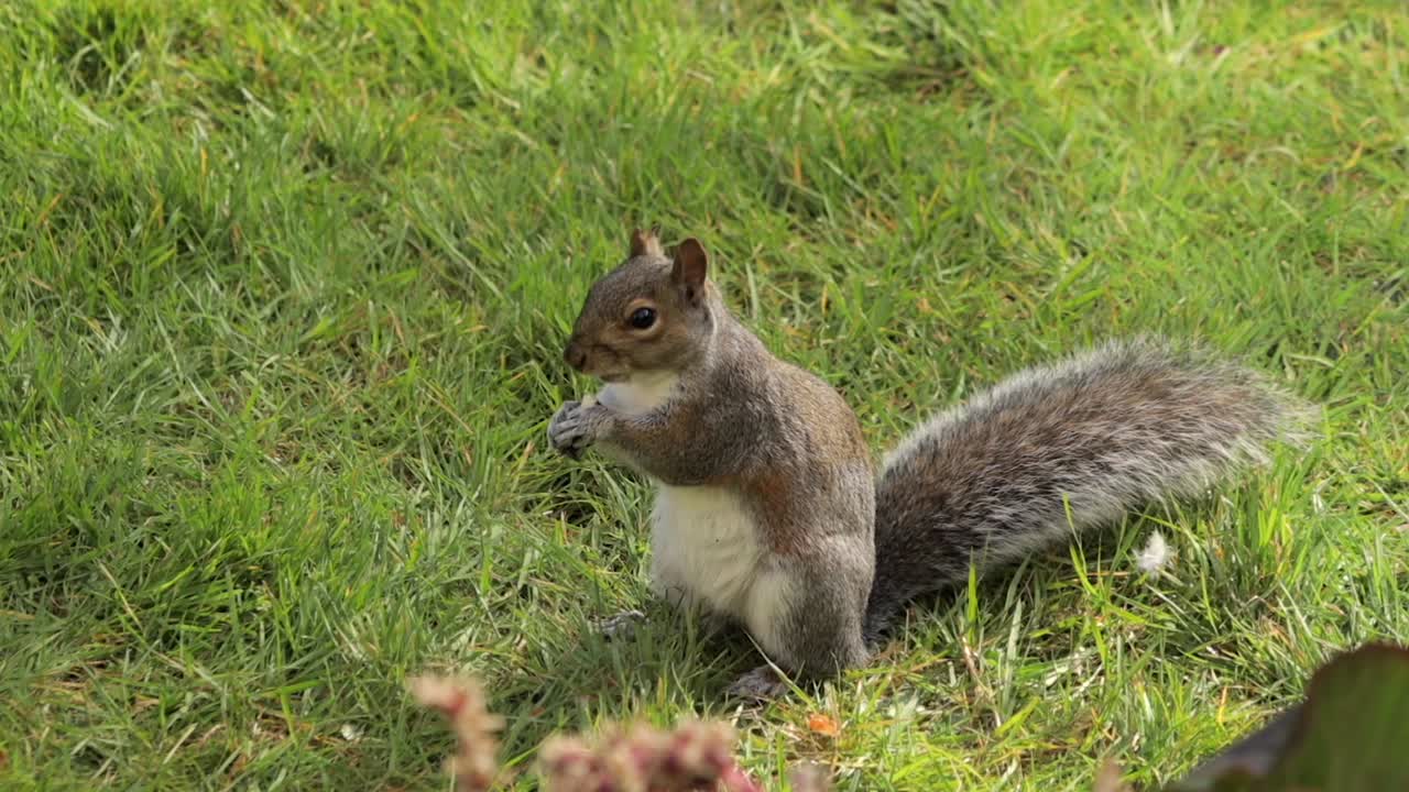 Scoiattolo grigio che tiene e mangia una nocciolina in piedi nell'erba del giardino al rallentatore, di giorno e con sole a Borehamwood, Hertfordshire, a nord di Londra, Regno Unito