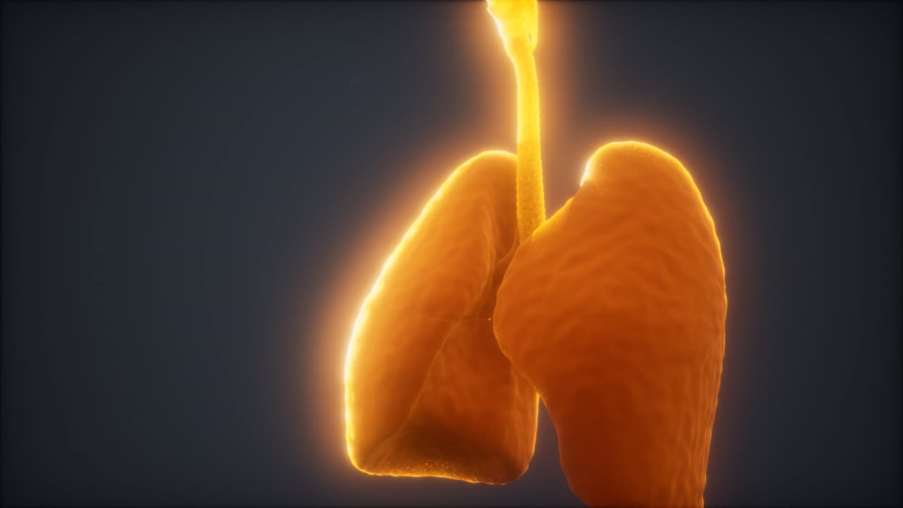 인간의 폐의 3d 애니메이션