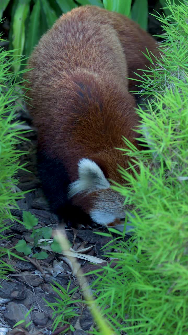 Un panda rosso cammina attraverso il fogliame di bambù verde e il pacciame in un recinto naturale all'aperto.