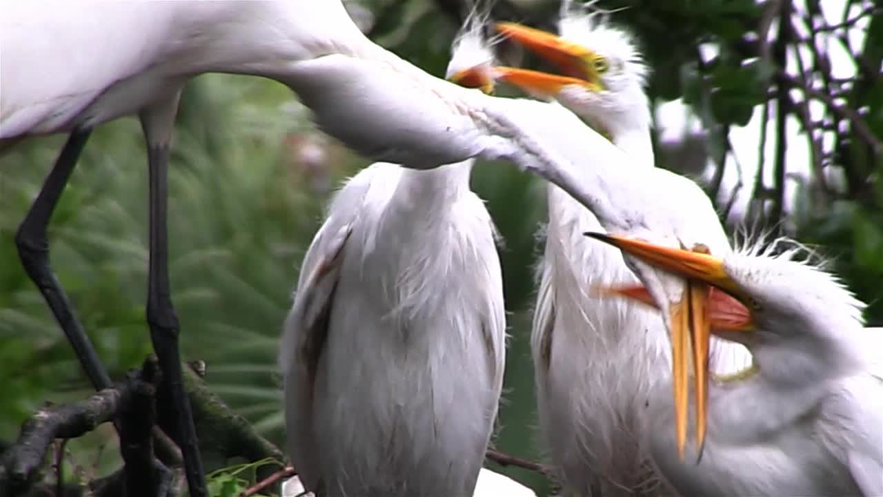 una grulla madre alimenta a tres polluelos